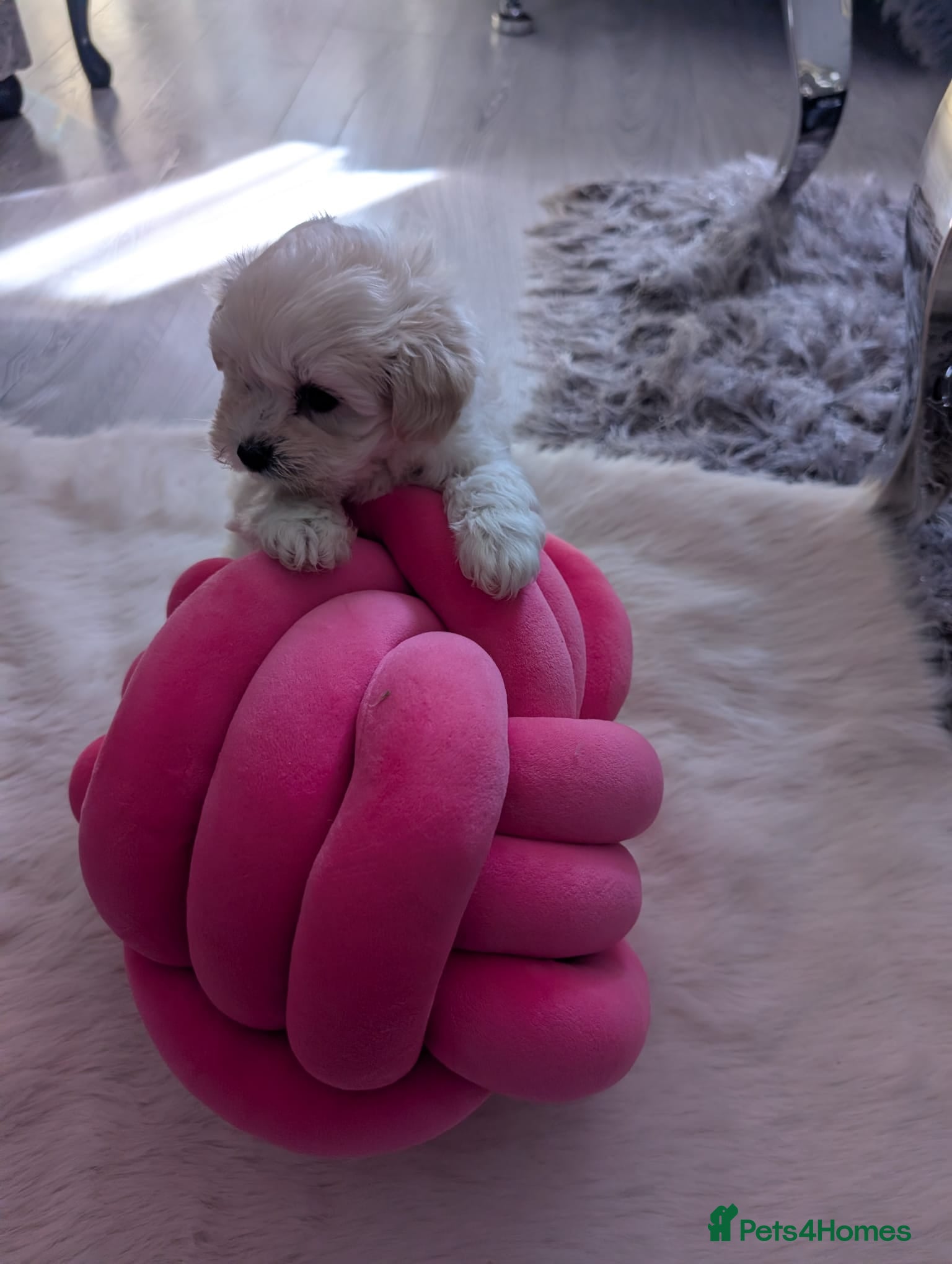 Maltipoo dogs Asian Maltipoo's - Advert 3