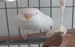 Budgerigars birds for sale: Baby budgies for sale - Image 2