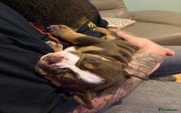 Mixed Breed dogs for sale: Bullpei puppies  - Image 5