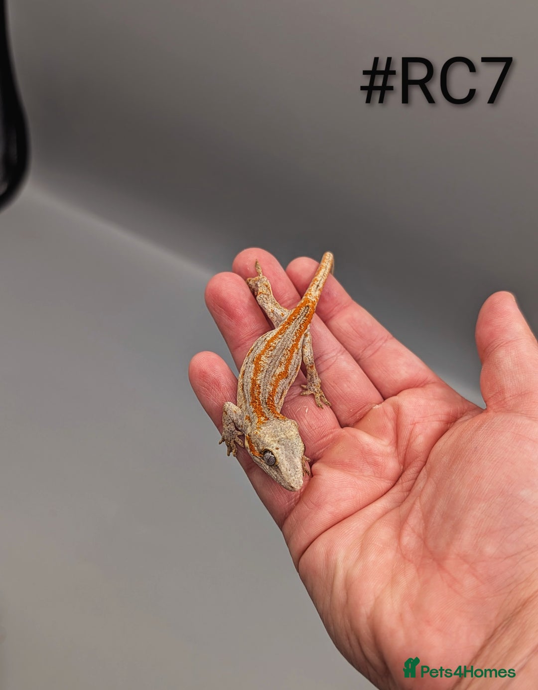 Gecko reptiles for sale: Orange Stripe Gargoyle Gecko CB25 - Image 5