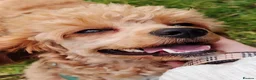 Cavapoo dogs for sale: F1B Cavapoo Puppies Health Tested KC Parents - Advert 3