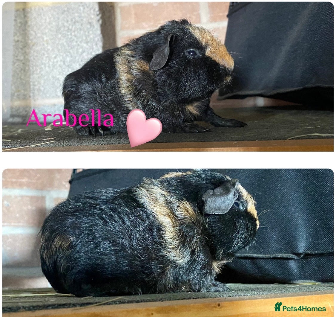 Guinea Pig rodents Pedigree blue & skinny carrying Dalmatian Guinea   - Advert 3