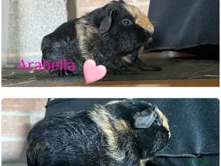 Guinea Pig rodents Pedigree blue & skinny carrying Dalmatian Guinea - Advert 4