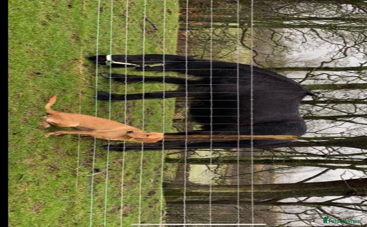 Labrador Retriever dogs - Advert 13