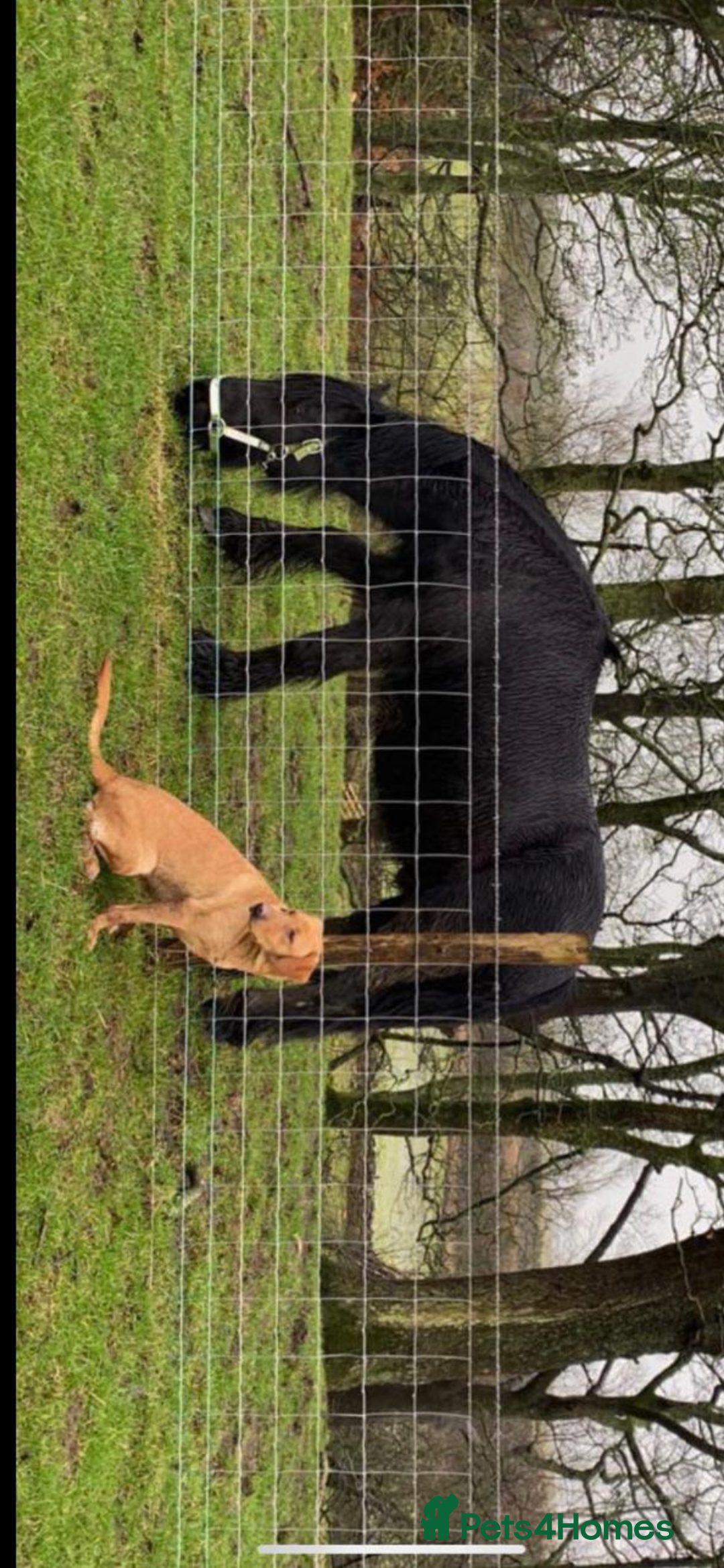 Labrador Retriever dogs for sale: Kc red red Labrador bitch . 4 year old - Image 1