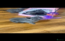 British Shorthair cats for sale: British Shorthair kittens for sale - Image 4