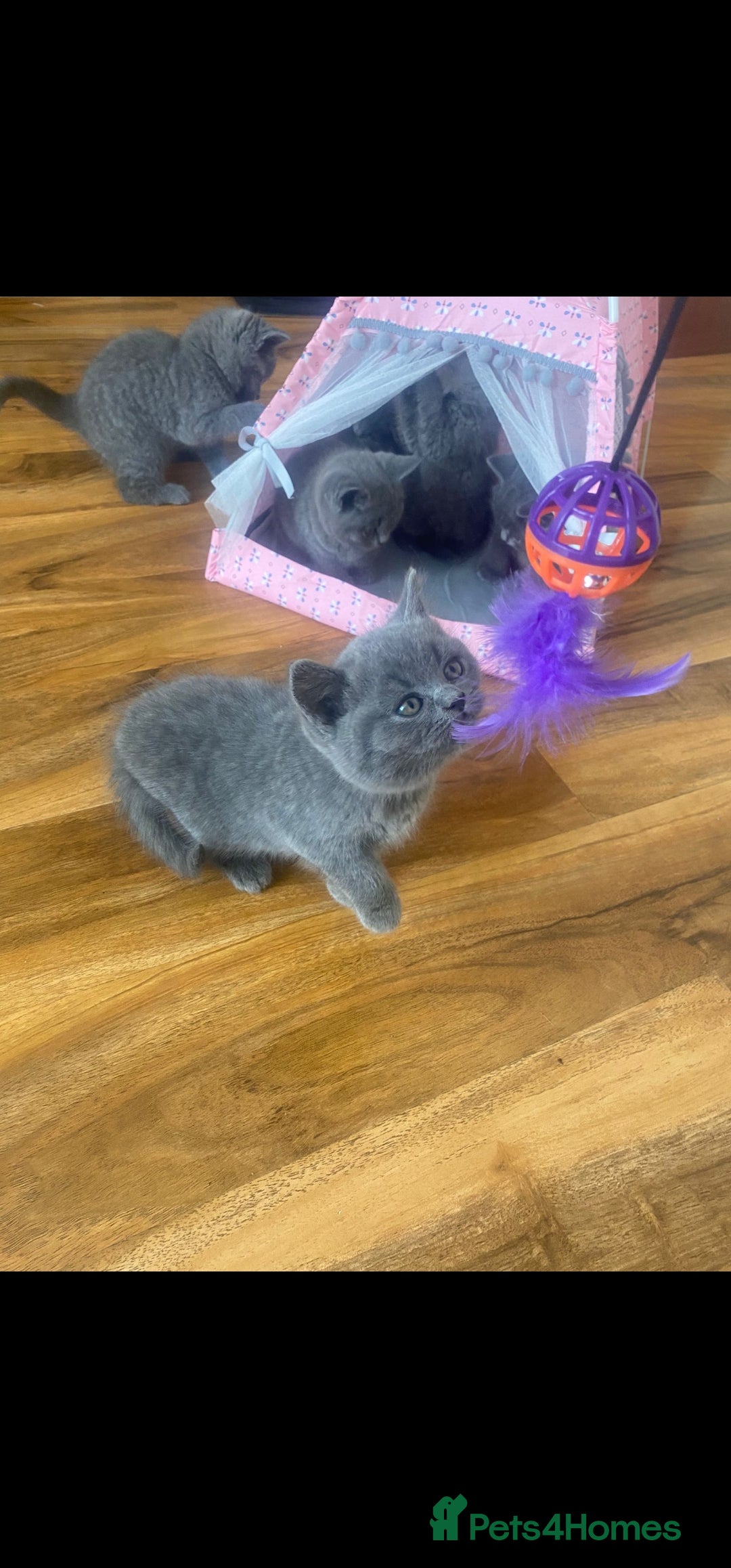 British Shorthair cats for sale: British Shorthair kittens for sale - Image 4