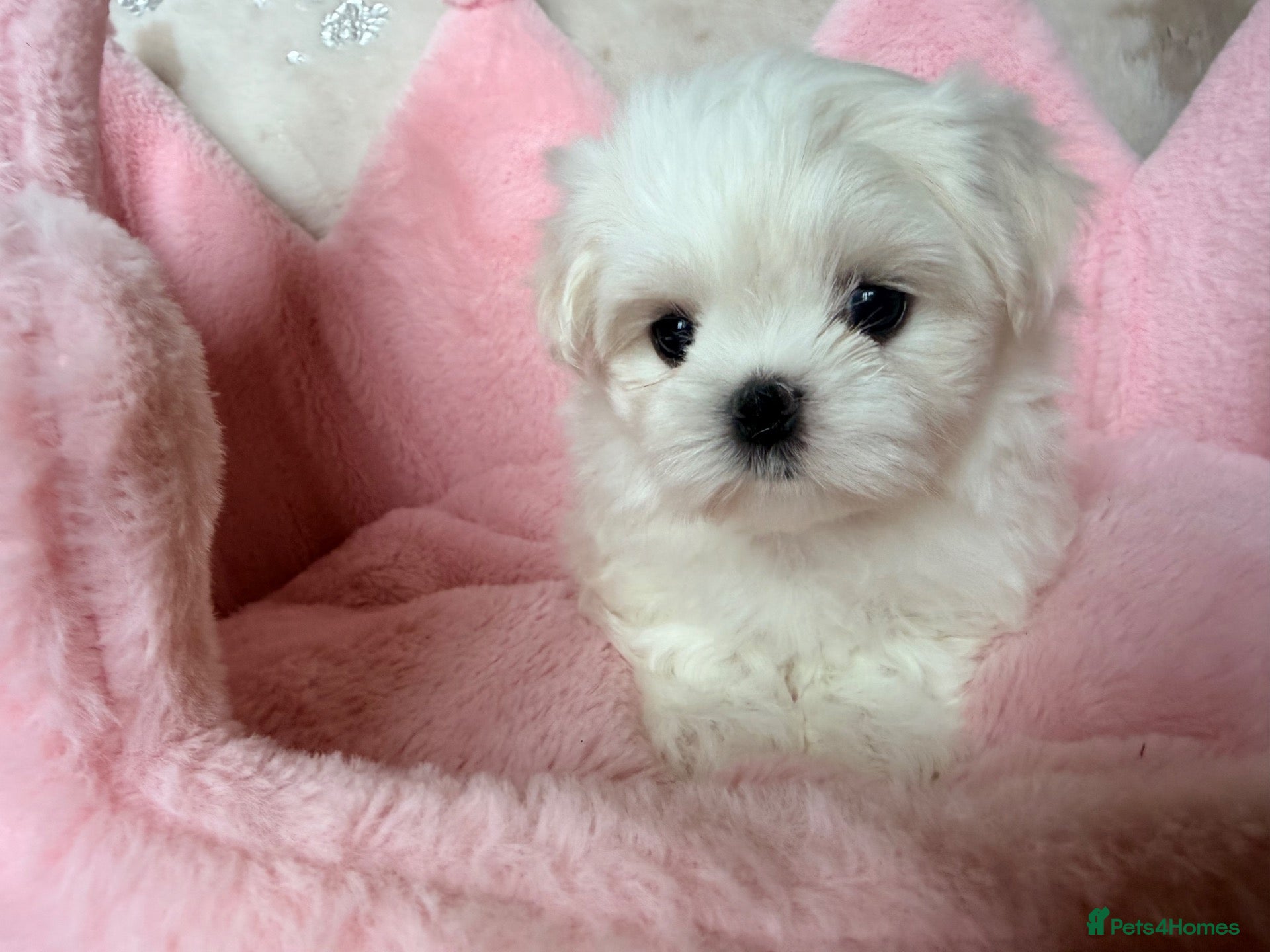 Maltese dogs Bambelina~ one girl ready now ~ Korean Maltese - Advert 2