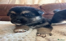 Shepsky dogs for sale: SOLD puppy’s for sale  - Image 9