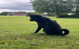 Mixed Breed dogs for sale: Bear, 7 Month old Lab/Akita - £500 - Image 5