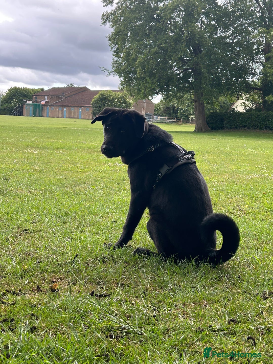 Mixed Breed dogs for sale: Bear, 7 Month old Lab/Akita - £500 - Image 5