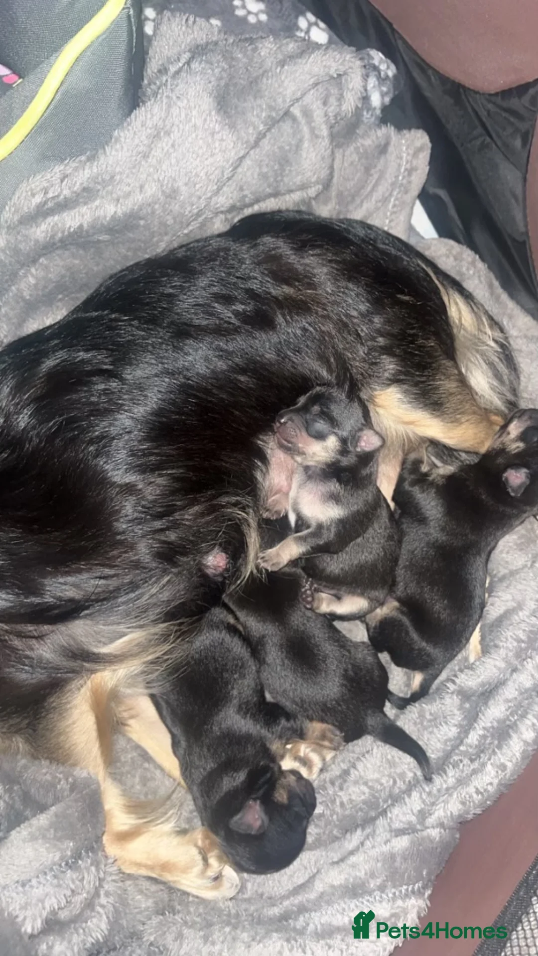 Chihuahua dogs for stud: Chihuahua stud (Romeo) in Sherborne - Advert 24