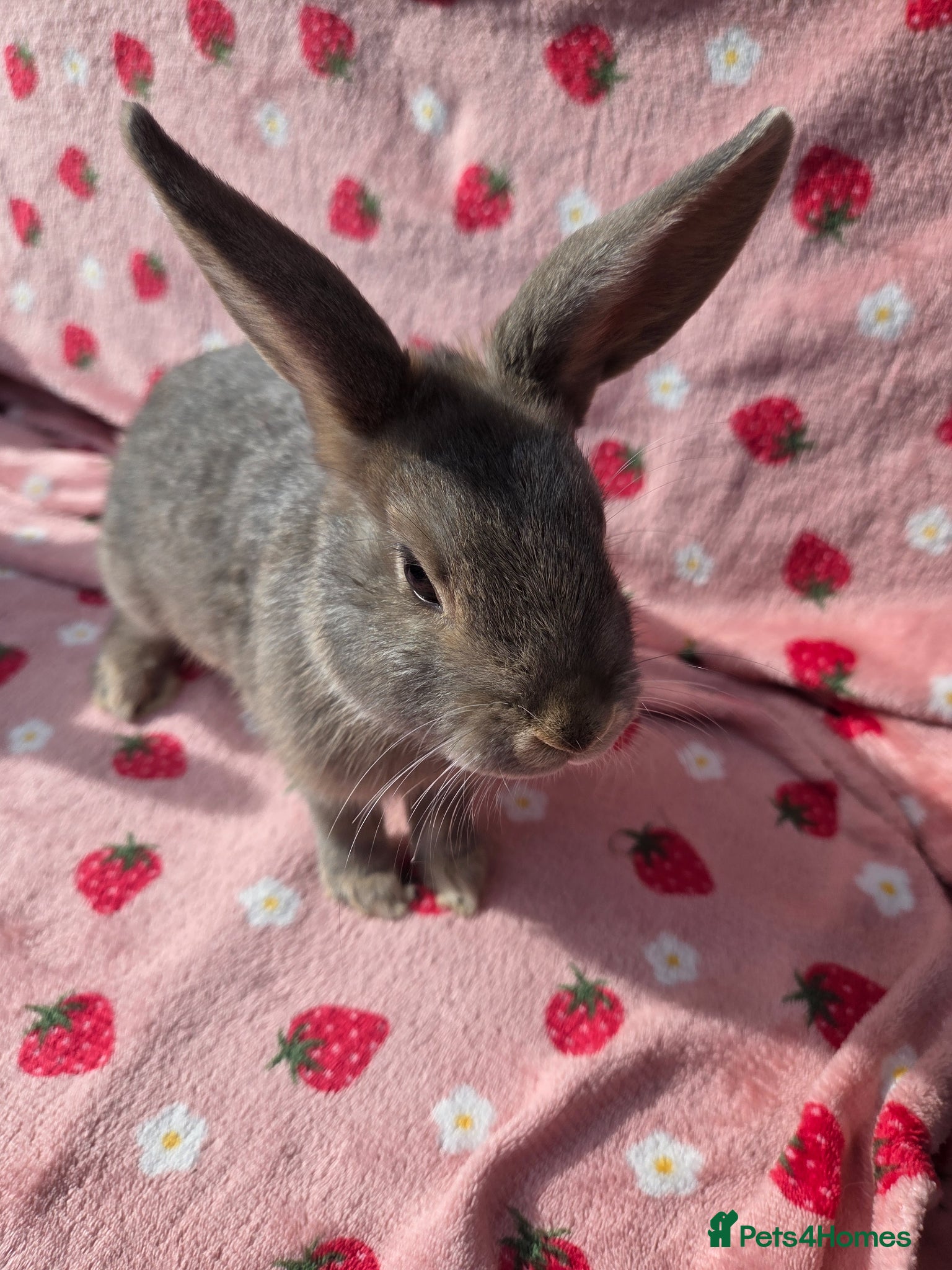 Mini Lop rabbits Very Tame 11 wk  plush mini lop  - Advert 2
