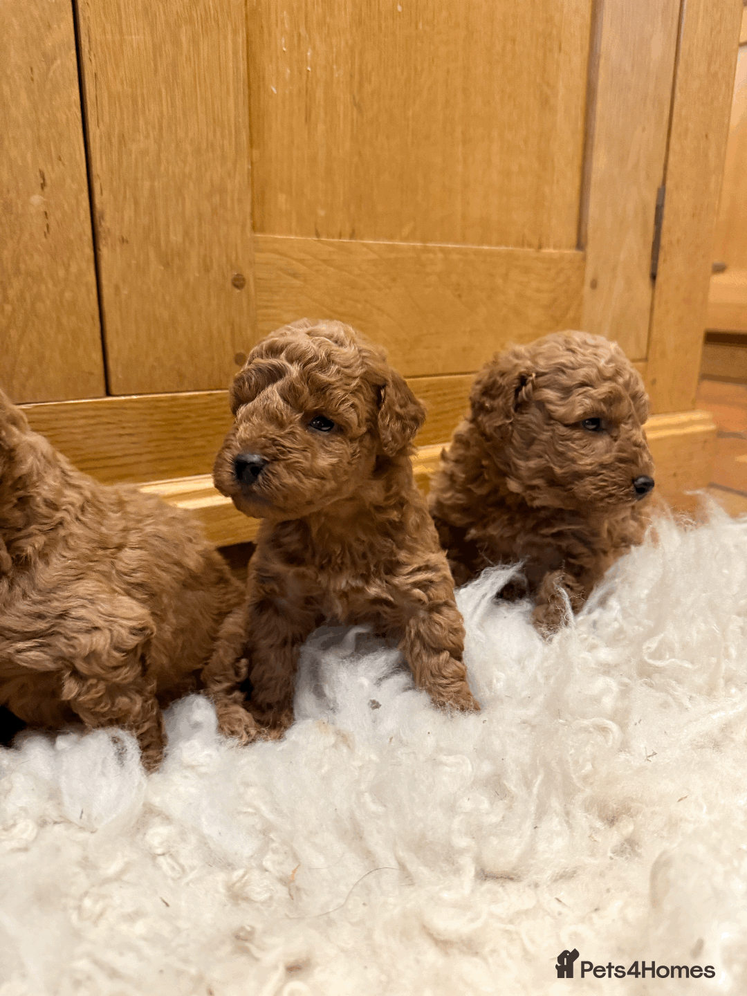 Miniature Poodle dogs for sale: Pedigree KC Registered Miniature Poodle Pups  - Advert 4