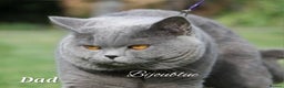 British Shorthair cats for sale: Gorgeous Britishshorthair kittens GCCF registered! - Advert 8
