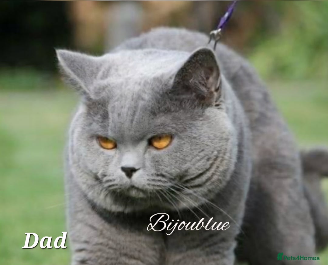 British Shorthair cats for sale: Gorgeous Britishshorthair kittens GCCF registered! - Advert 8