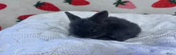 Mixed Breed rabbits for sale: Five beautiful Mini lops x English spot  - Advert 9