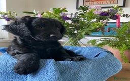 Mixed Breed dogs for sale: Sproodle x cockapoo puppies  - Image 2