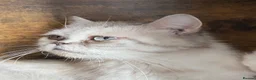 Scottish Fold cats for sale: Beautiful litter - Advert 2