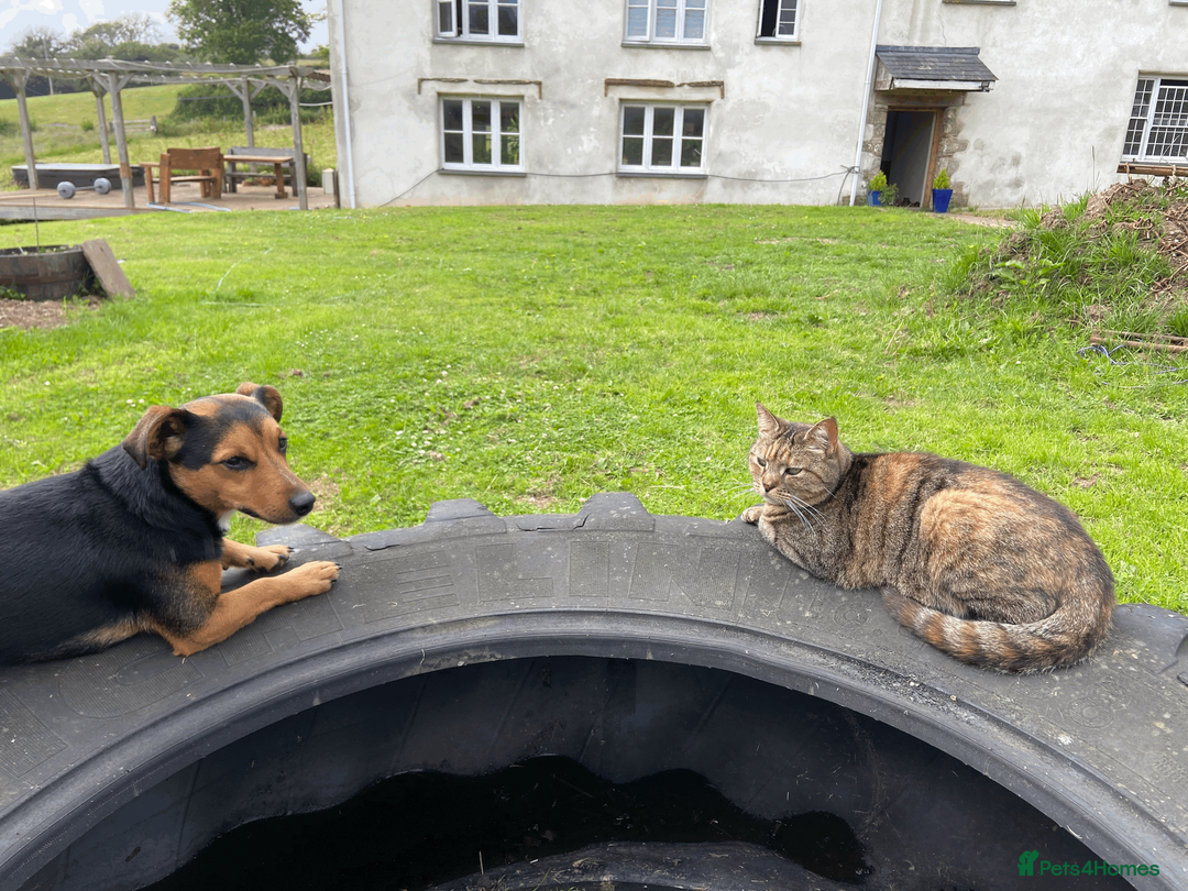 Jack Russell dogs for stud: Jack Russel for Stud Black and Tan - Advert 17