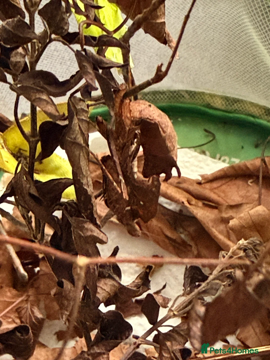 Praying Mantis invertebrates for sale: Malaysian leaf praying mantis For Sale in Boston - Advert 4