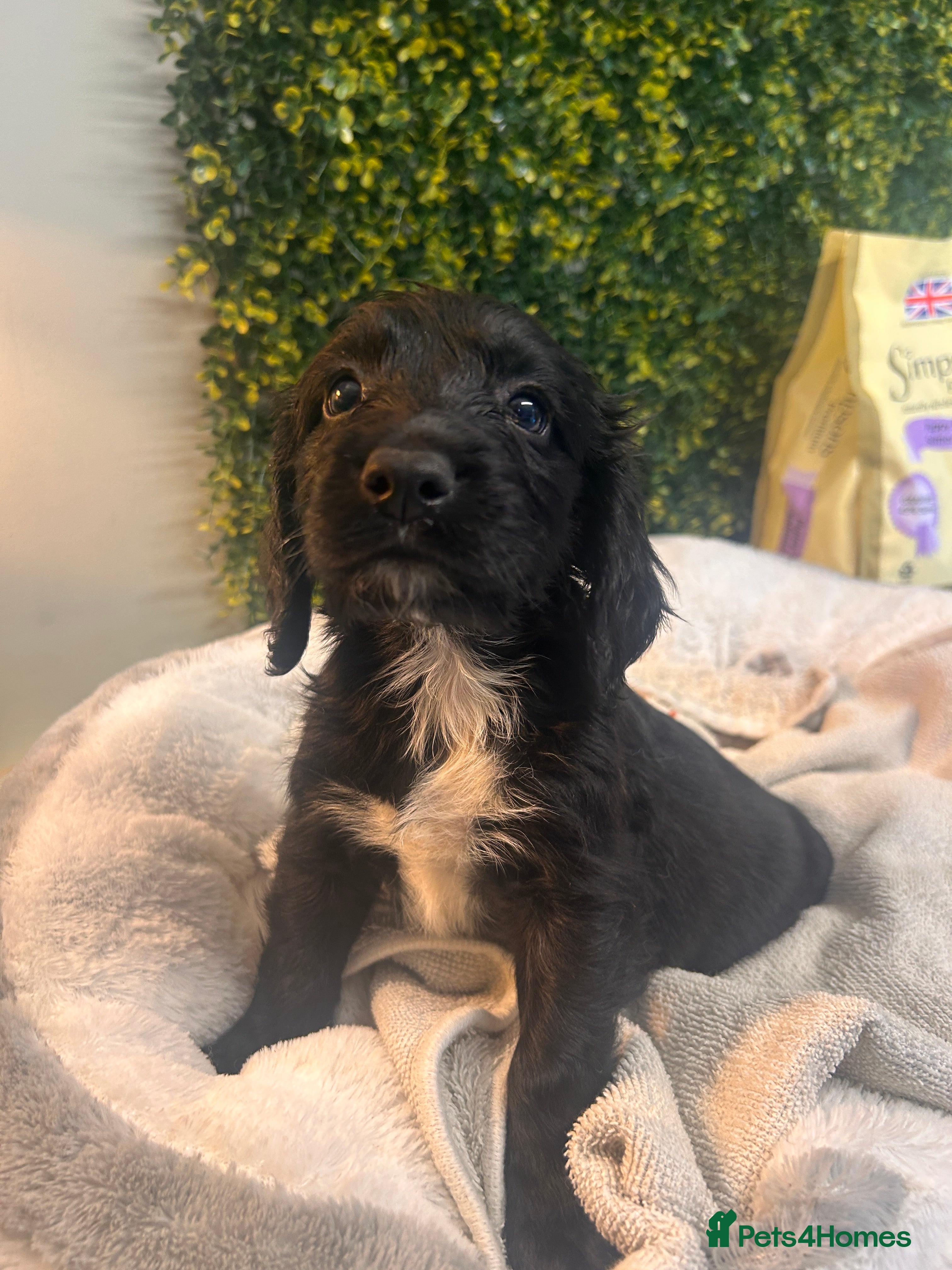 Sprocker dogs F1b (75% Cocker) Sprocker Puppies 5 * Breeder  - Advert 2