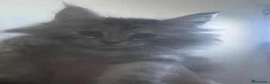 Maine Coon 6