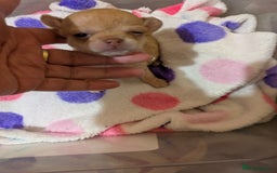 Chihuahua dogs for sale: Mini Čivava - Image 8