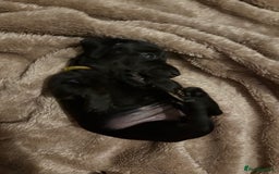 Miniature Dachshund dogs for sale: Miniature dachshund puppies 🐾 - Advert 15