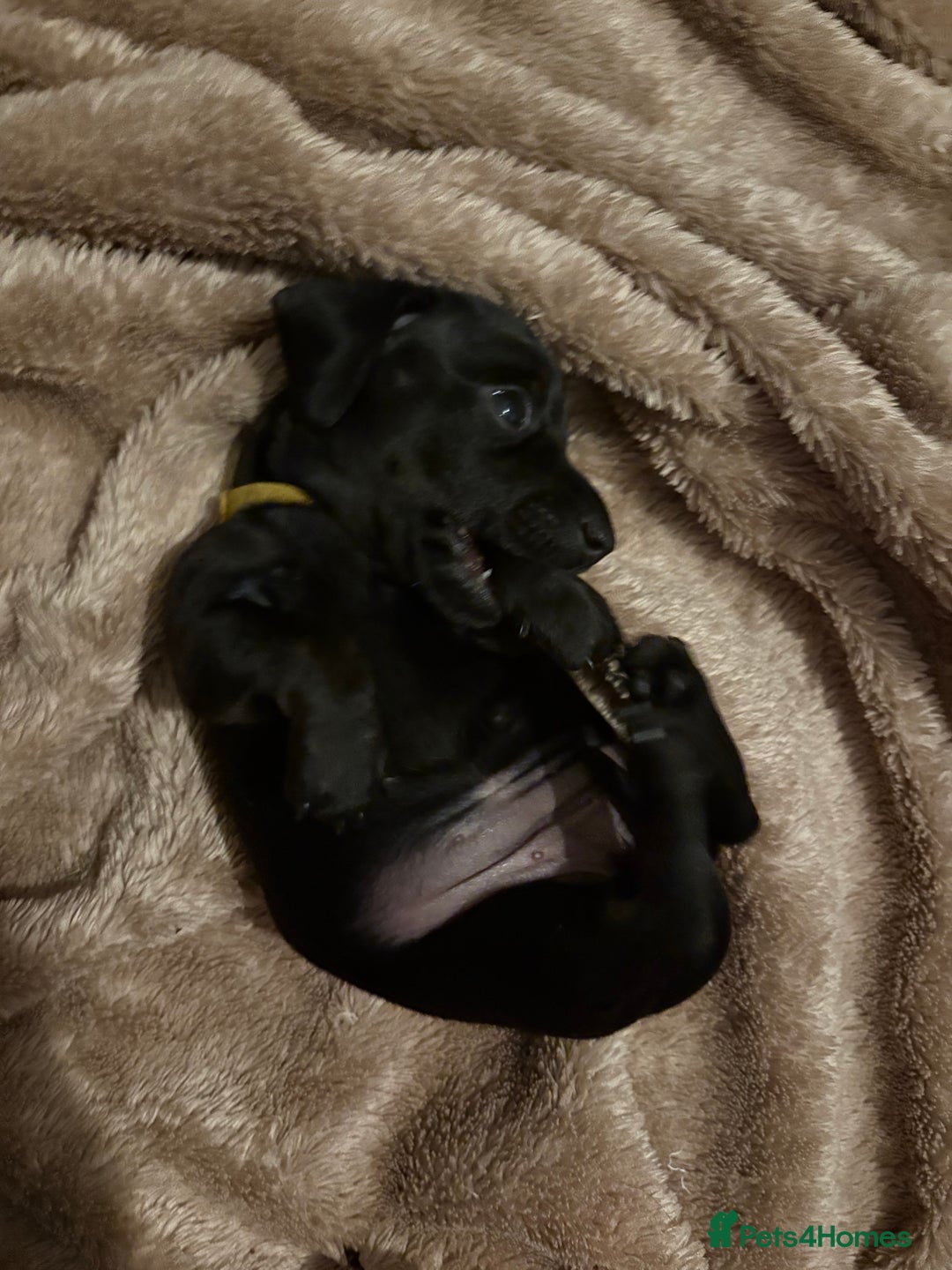 Miniature Dachshund dogs for sale: Miniature dachshund puppies 🐾 - Advert 15