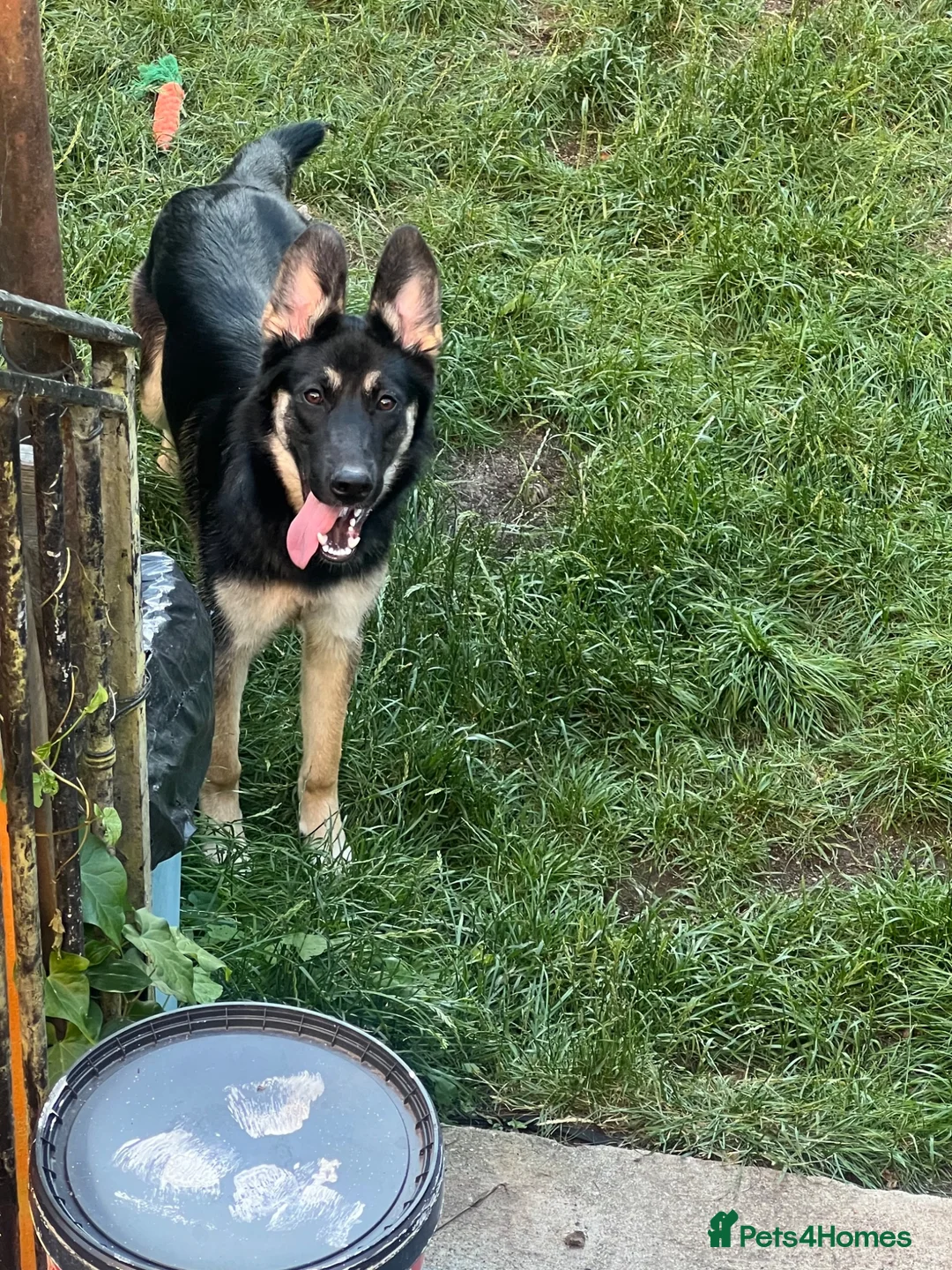Mixed Breed dogs for sale:     Texas - 6 Month Old Puppy - Advert 2