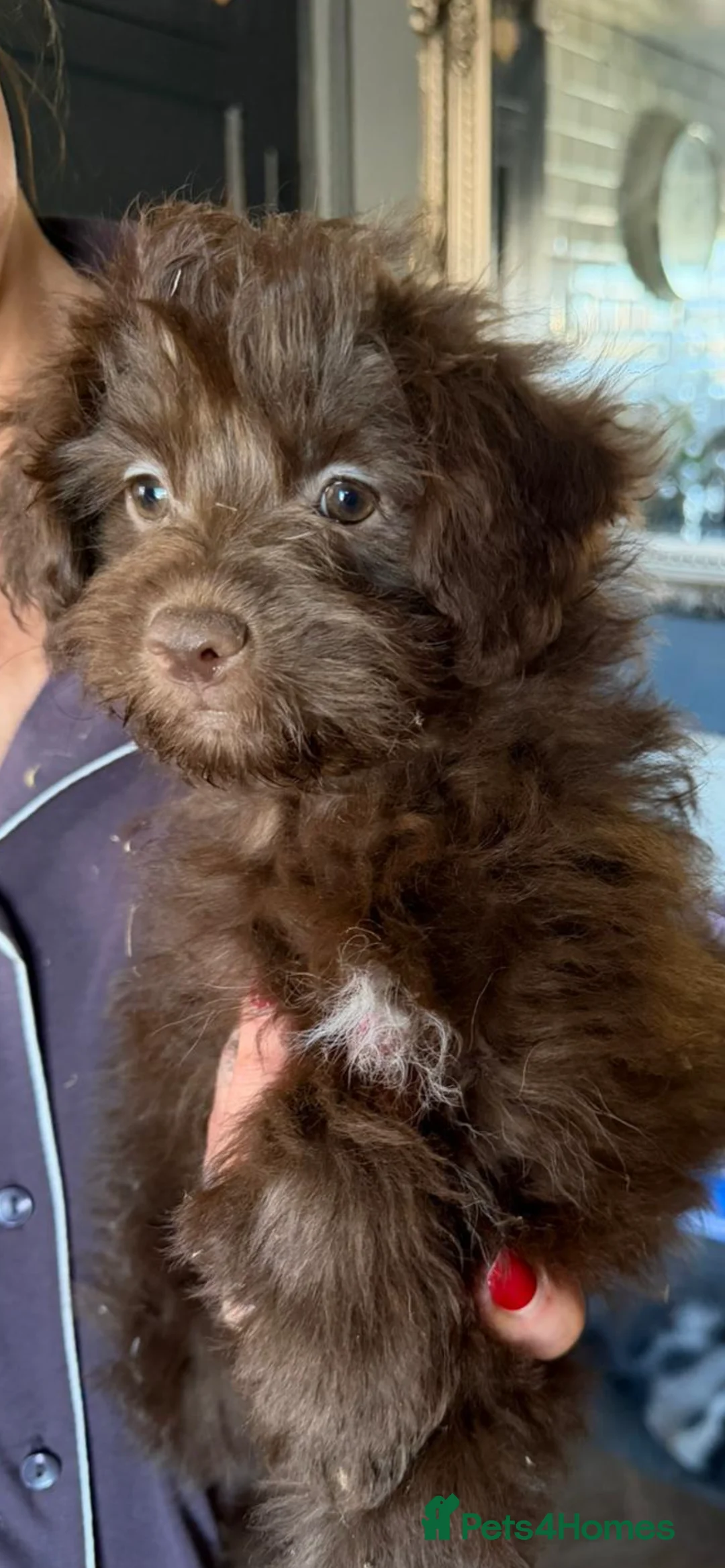 Pomapoo dogs for sale: F1 pomapoo baby’s  - Advert 2