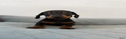 Dachshund dogs for sale: Miniature Dachshund  - Advert 12