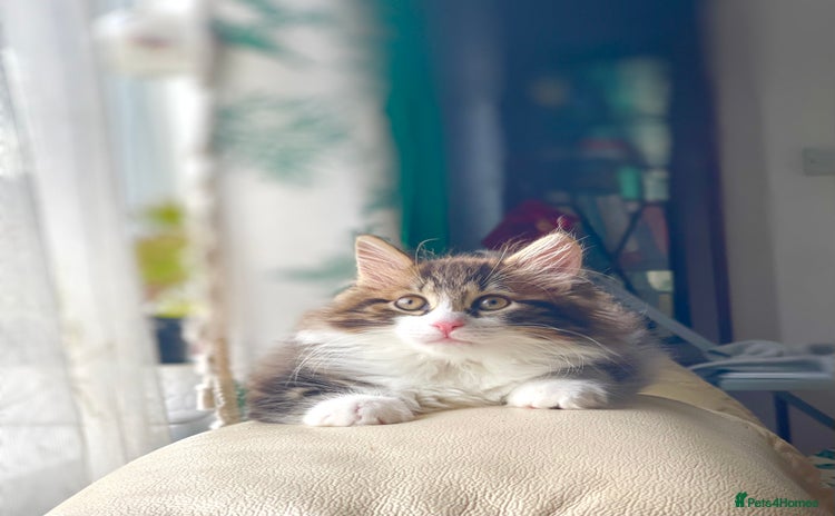 Kurilian Bobtail cats - Advert 1