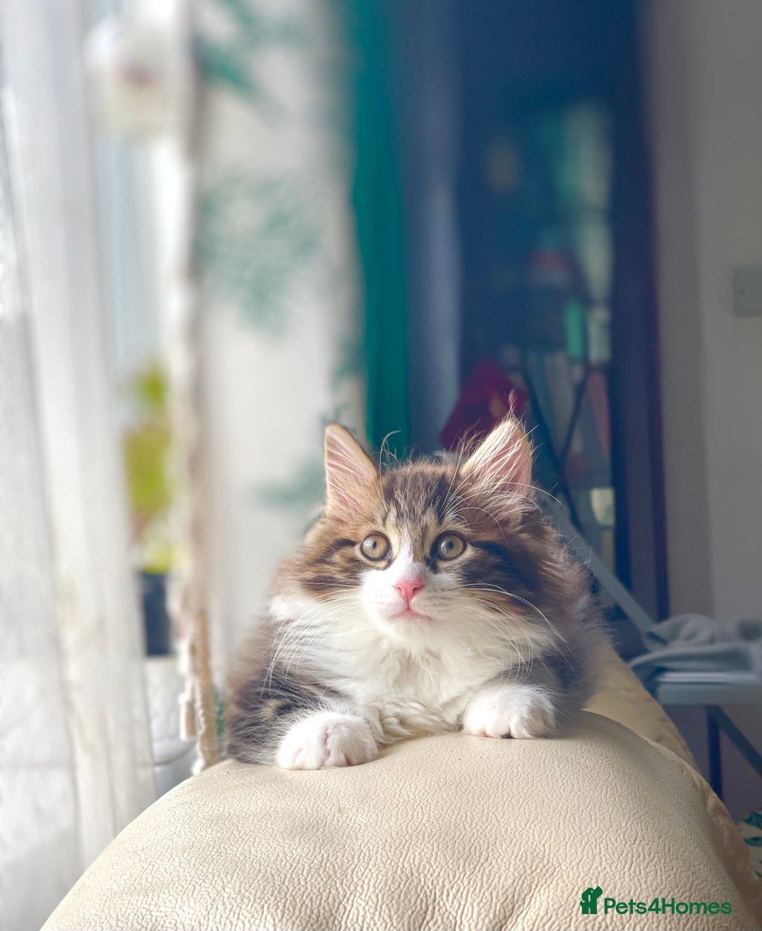 Kurilian Bobtail cats for sale: Reserved Kurilian Bobtail  kitten in spring  - Advert 7