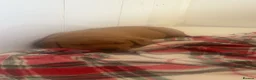 Labrador Retriever dogs for sale: Gorgeous fox red and yellow Labrador puppies  - Advert 18