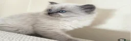 Ragdoll cats for sale: Beautiful blue point female  - Advert 4