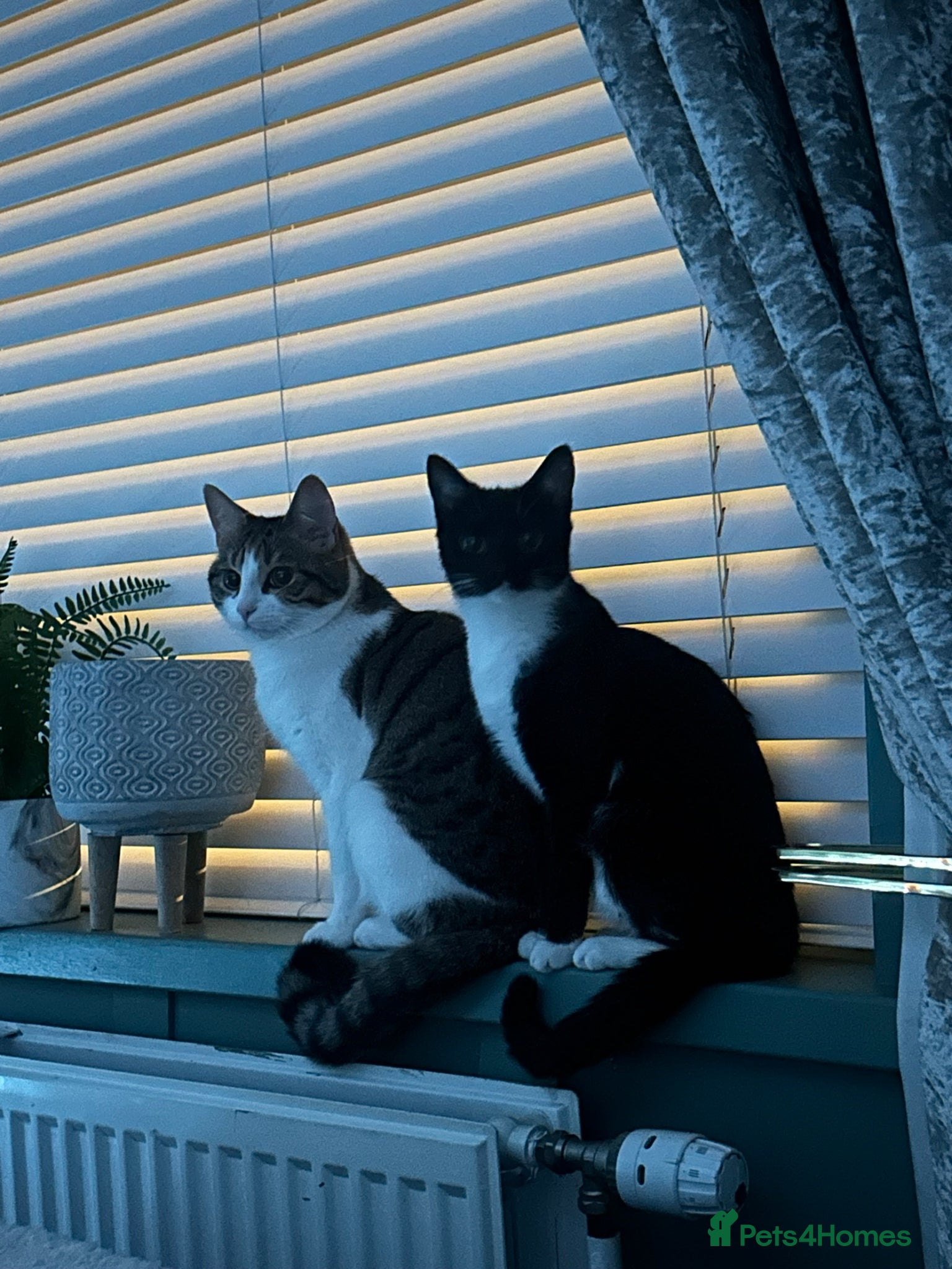 Domestic Shorthair cats Kittens for sale - Advert 1