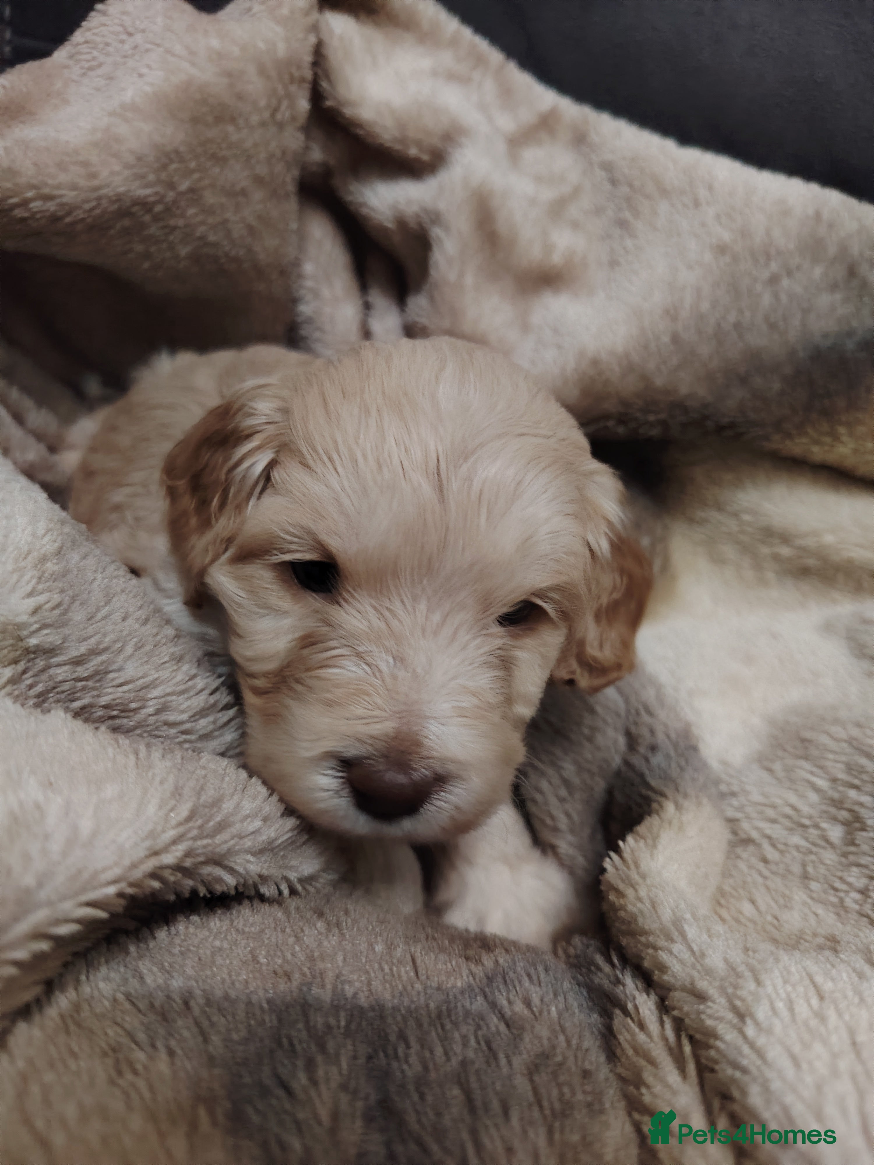 Cockapoo dogs Cockapoo puppies f2 ready now  - Advert 1