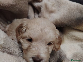 Cockapoo dogs Cockapoo puppies f2 ready now - Advert 13