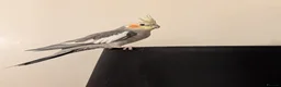 Cockatiels birds for sale: Gorgeous Bleu for Sale  - Advert 2