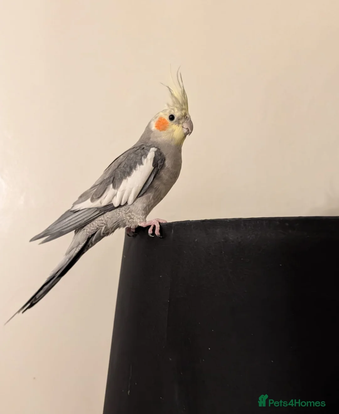Cockatiels birds for sale: Gorgeous Bleu for Sale  - Advert 2