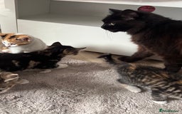 Mixed Breed cats for sale: Beautiful kittens  - Image 3