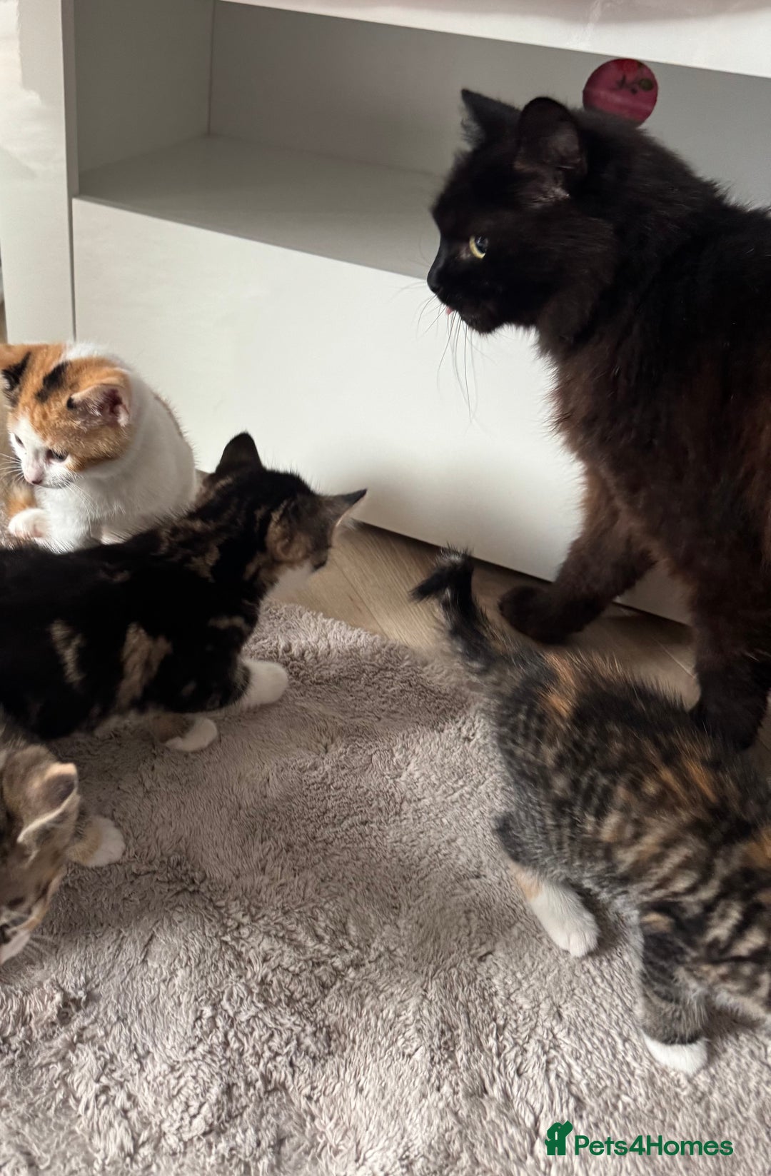 Mixed Breed cats for sale: Beautiful kittens  - Image 3