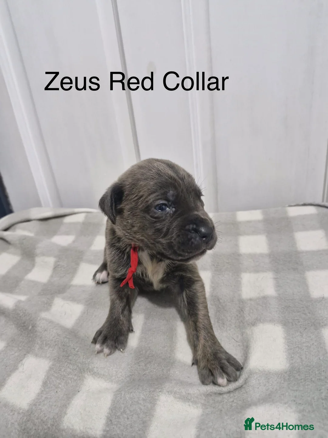 Cane Corso dogs for sale: 10 Adorable Cane Corso Puppies  in Wigan - Advert 19