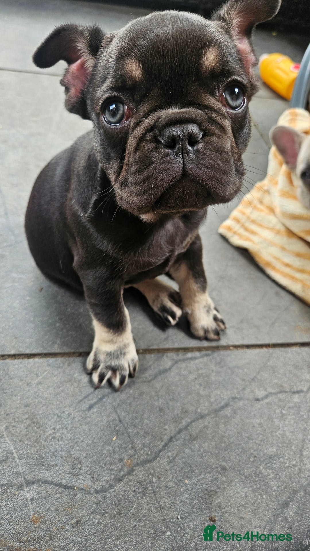 French Bulldog dogs for sale: READY FOR NEW HOME french bulldogs🩷🩷🩵 - Image 7