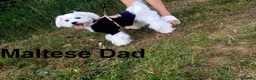 Maltipoo dogs for sale: Gorgeous F1 Toy Maltipoo Pups - Advert 20