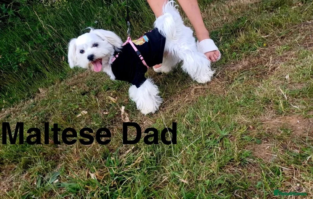 Maltipoo dogs for sale: Gorgeous F1 Toy Maltipoo Pups - Advert 20
