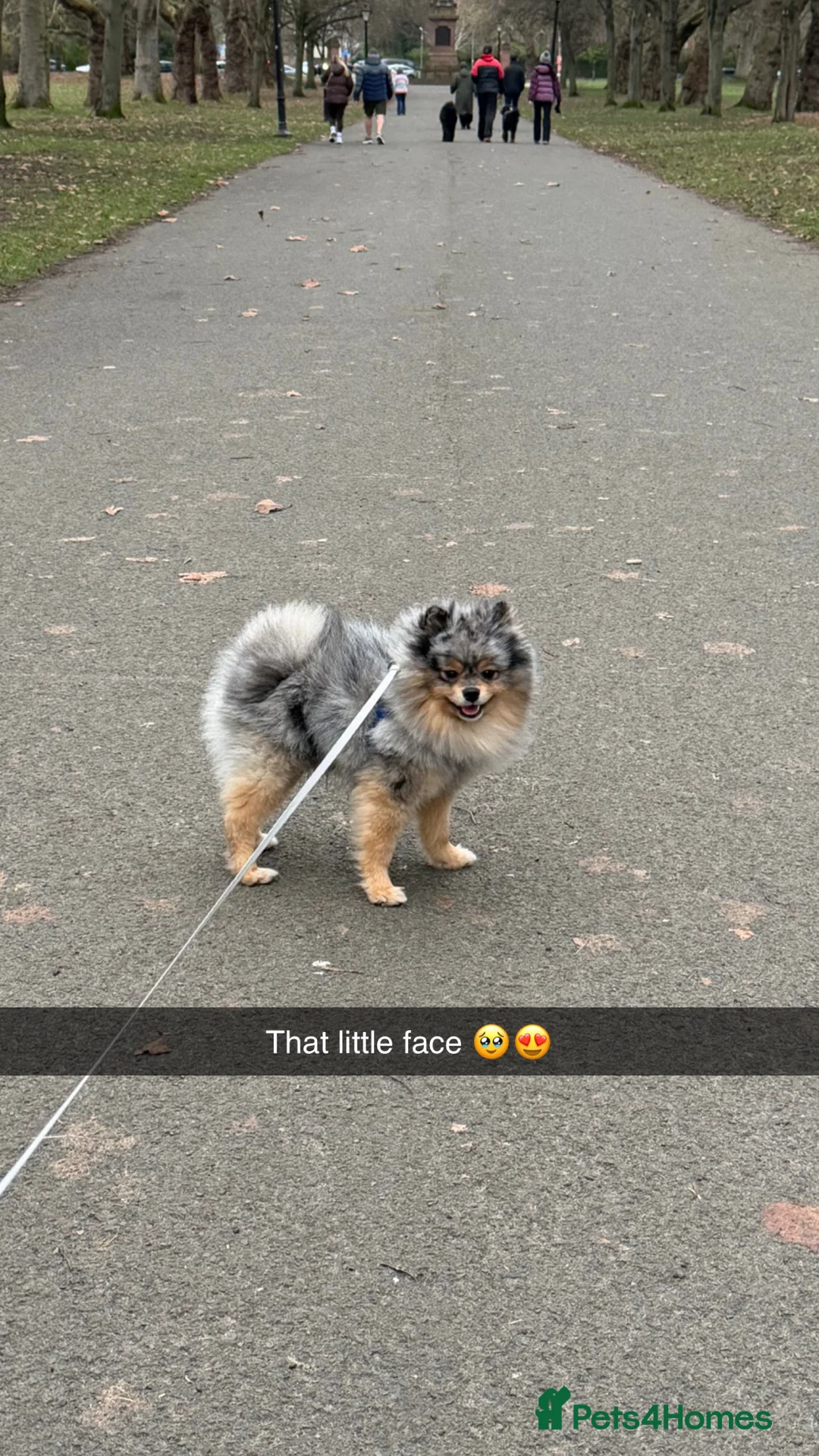 Pomeranian dogs for stud: Merle Pomeranian Stud  in Liverpool - Advert 3