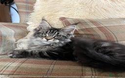 Maine Coon cats for sale: ⭐️Beautiful Maine Coon Kittens⭐️ - Image 11